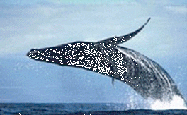 whale1.gif (28833 bytes)